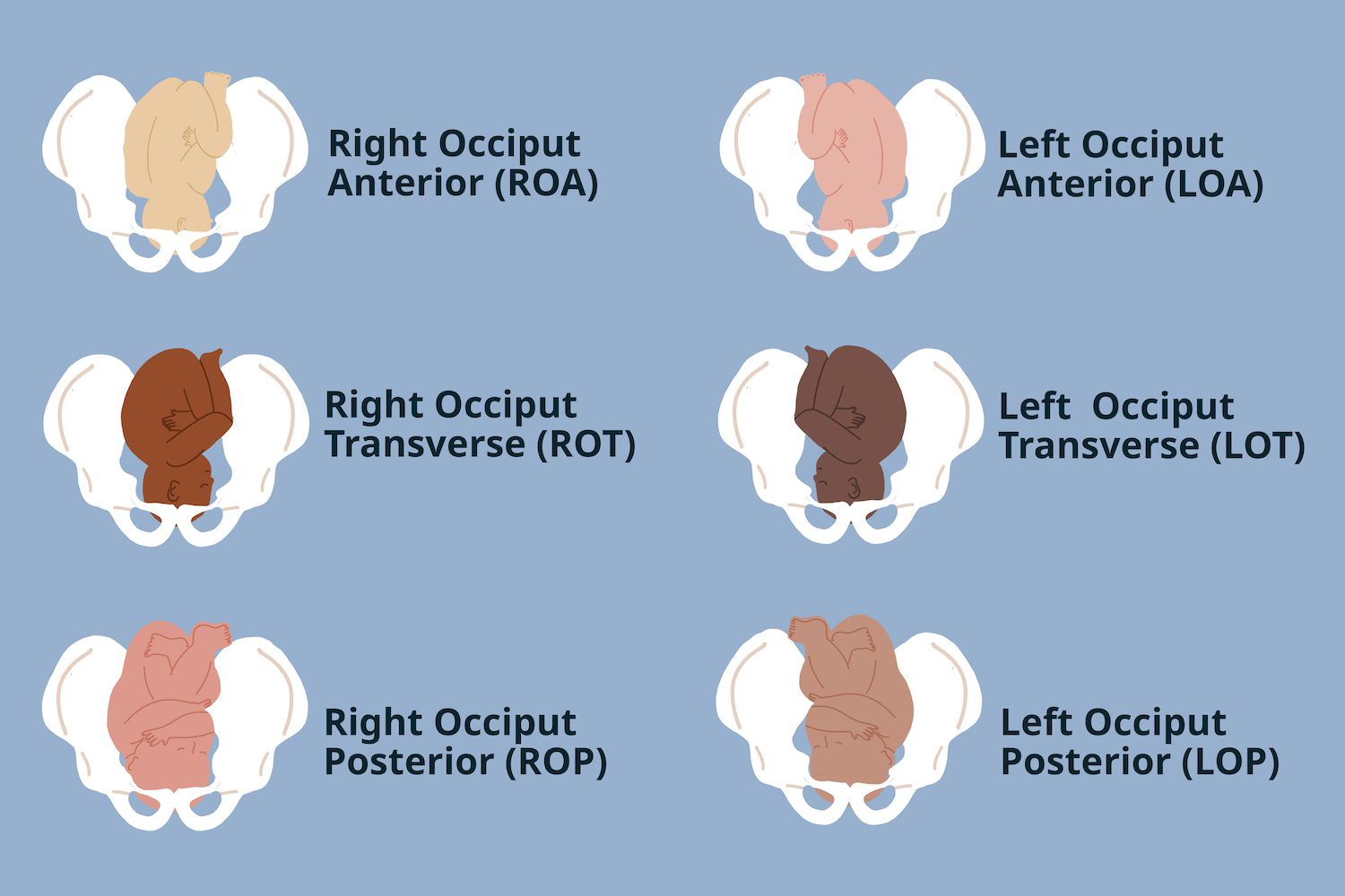 Fetal Position Presentation Guide To Expecting Mothers