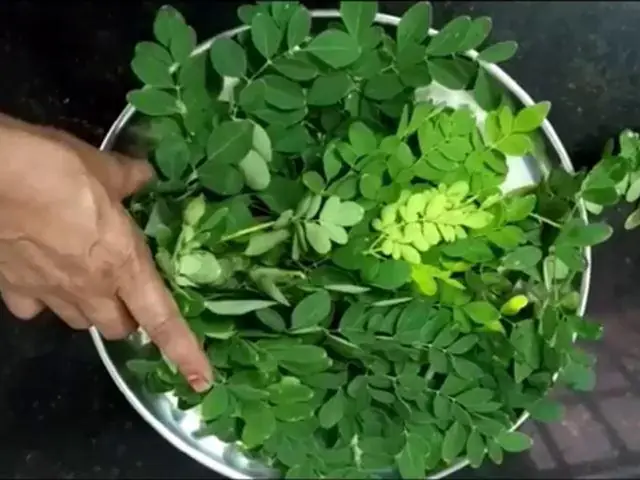 Cách Làm Bột Rau Chùm Ngây Cho Bé Ăn Dặm Thơm Ngon, Giàu Dinh Dưỡng
