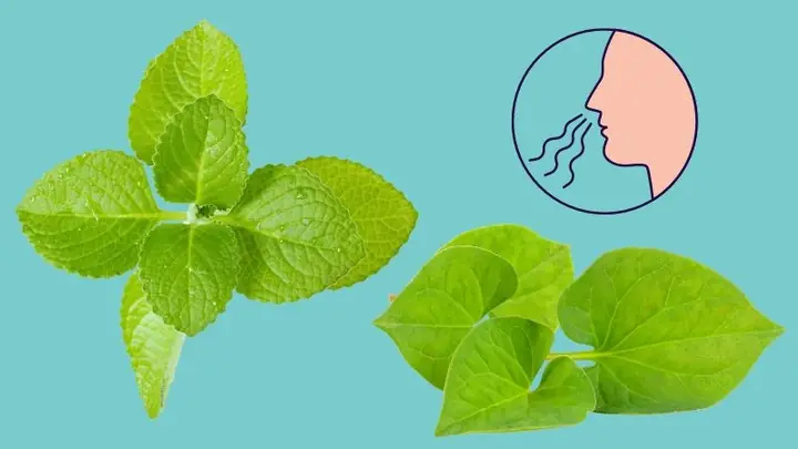 10+ Cách Làm Thuốc Ho Cho Bé An Toàn, Hiệu Quả Tại Nhà Bằng Nguyên Liệu Tự Nhiên