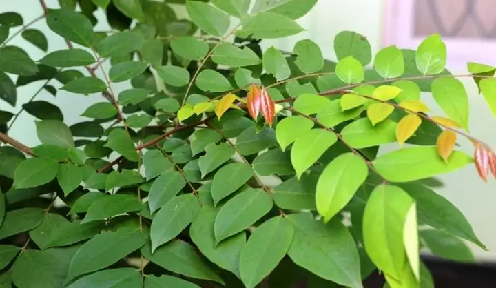 Hướng Dẫn Chi Tiết Cách Nấu Nước Lá Khế Tắm Cho Bé An Toàn Và Hiệu Quả Hướng Dẫn Chi Tiết Cách Nấu Nước Lá Khế Tắm Cho Bé An Toàn Và Hiệu Quả