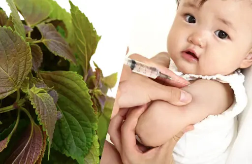 Mẹ Uống Tía Tô Trước Khi Tiêm Phòng Cho Bé: Có Hiệu Quả Giảm Tác Dụng Phụ Không? Mẹ Uống Tía Tô Trước Khi Tiêm Phòng Cho Bé: Có Hiệu Quả Giảm Tác Dụng Phụ Không?