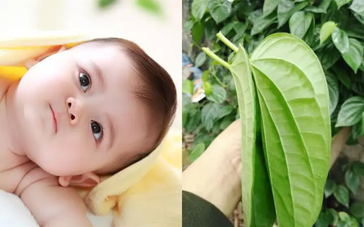 Vẽ Chân Mày Cho Bé Sơ Sinh Bằng Lá Trầu: Kinh Nghiệm Dân Gian Và Thực Hư