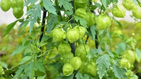 Hướng Dẫn Tắm Bé Bằng Lá Tầm Bóp An Toàn & Hiệu Quả Cho Trẻ Sơ Sinh