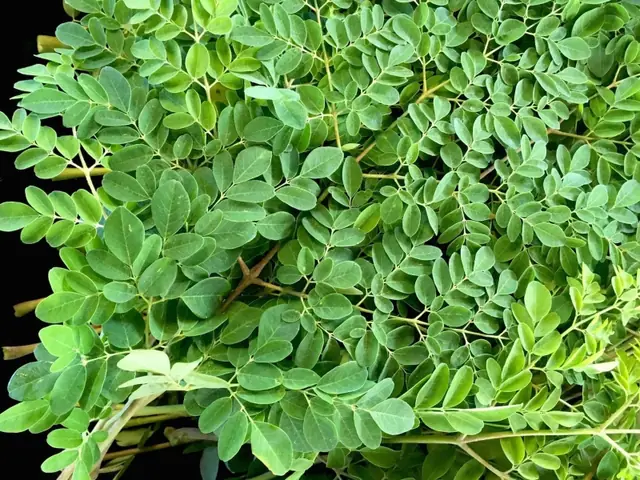 Cách Nấu Cháo Lươn Cho Bé 7 Tháng Ăn Dặm Ngon, Không Tanh & Tăng Cân