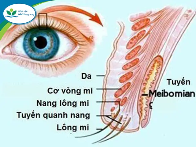 Chích Lẹo Mắt Cho Bé Ở Đâu Uy Tín, An Toàn Và Chi Phí Bao Nhiêu?