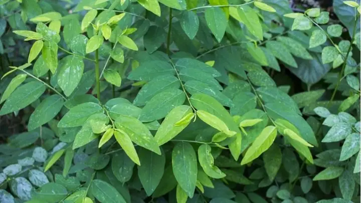 7 Cách Chữa Nấm Miệng Cho Bé An Toàn, Hiệu Quả Tại Nhà (bác Sĩ Khuyên Dùng)