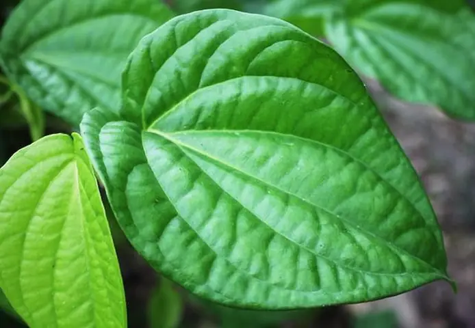 Chữa Nghẹt Mũi Cho Bé Bằng Lá Trầu Không: Hướng Dẫn An Toàn Và Hiệu Quả Tại Nhà