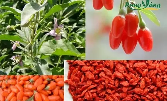 Có Nên Cho Bé Ăn Kỷ Tử Không? Lợi Ích, Cách Dùng Và Lưu Ý