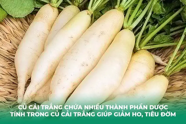 Củ Cải Trắng Trị Ho Cho Bé: Cách Dùng An Toàn & Hiệu Quả Tại Nhà Củ Cải Trắng Trị Ho Cho Bé: Cách Dùng An Toàn & Hiệu Quả Tại Nhà