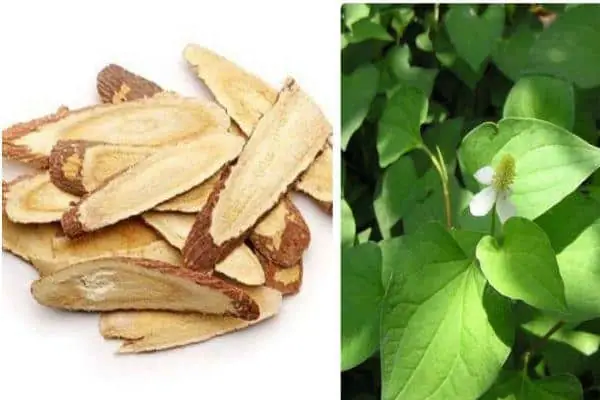 Rau Diếp Cá Chữa Ho Cho Bé: Hướng Dẫn Từ A-Z Và Lưu Ý Quan Trọng