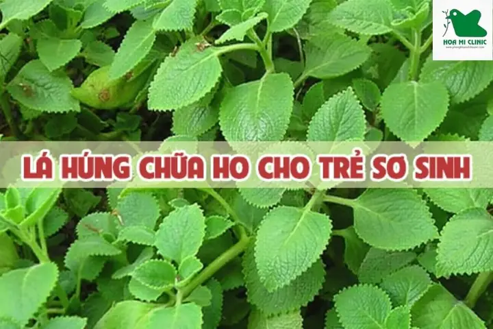 Húng Chanh Chữa Ho Cho Bé: Cách Dùng An Toàn & Hiệu Quả Húng Chanh Chữa Ho Cho Bé: Cách Dùng An Toàn & Hiệu Quả