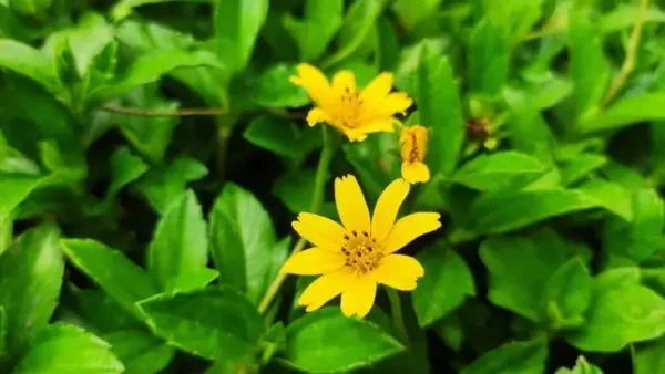 Top 10+ Lá Cây Trị Rôm Sảy Cho Bé An Toàn, Hiệu Quả Theo Dân Gian