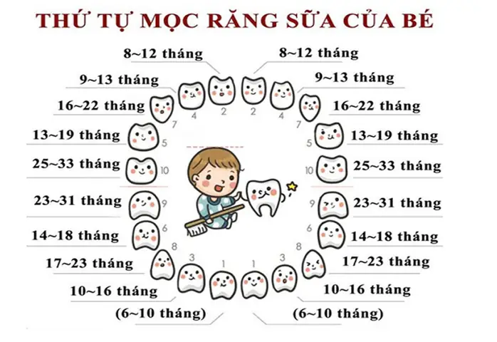 Lịch Mọc Răng Của Bé: Thứ Tự, Dấu Hiệu Và Khi Nào Cần Lo Lắng? Lịch Mọc Răng Của Bé: Thứ Tự, Dấu Hiệu Và Khi Nào Cần Lo Lắng?