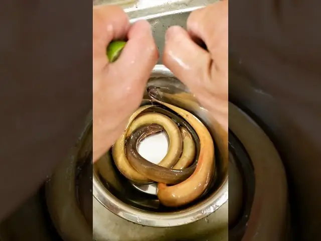 15+ Món Ngon Từ Lươn Cho Bé Ăn Dặm Dễ Làm, Tăng Cân Vù Vù